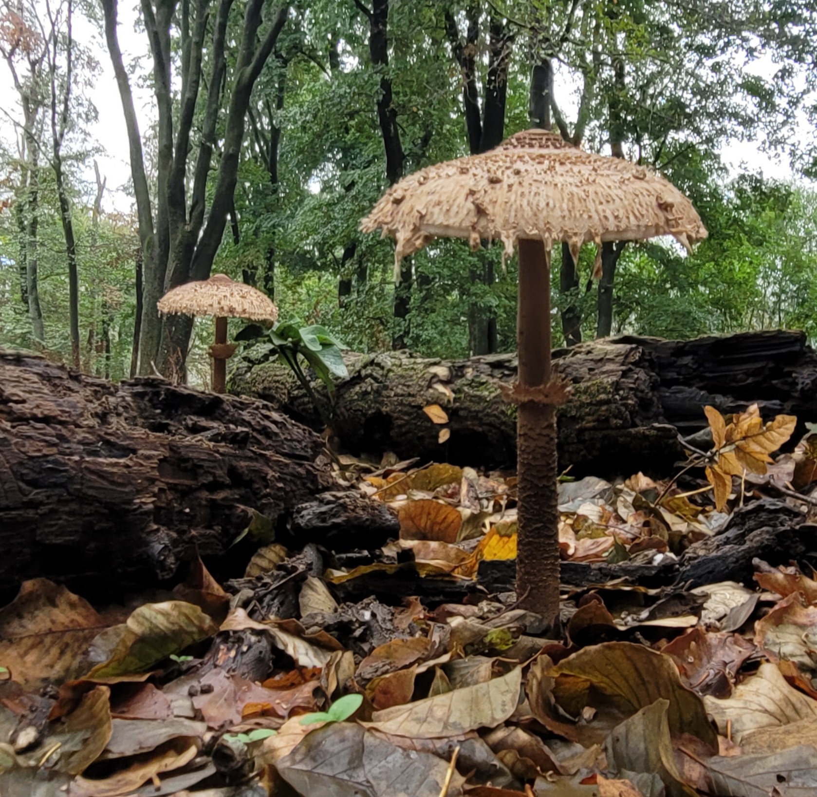 Mecseki túra a vízesések birodalmában