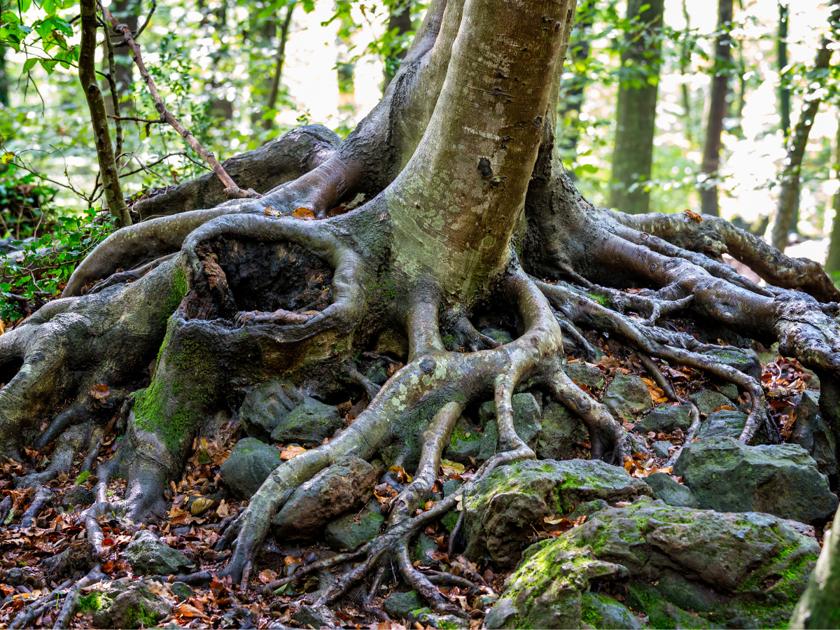 honlap_galéria_1200x900_27a