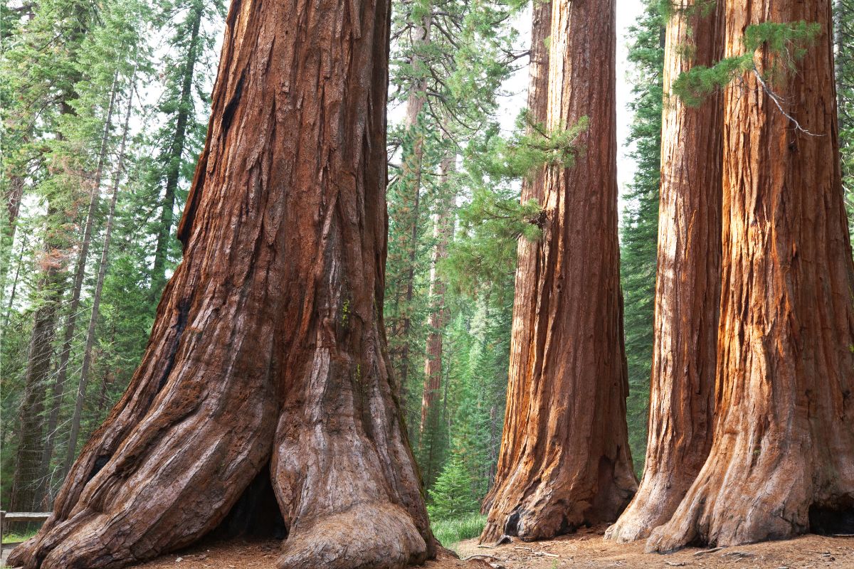 Sequoia Nemzeti Park