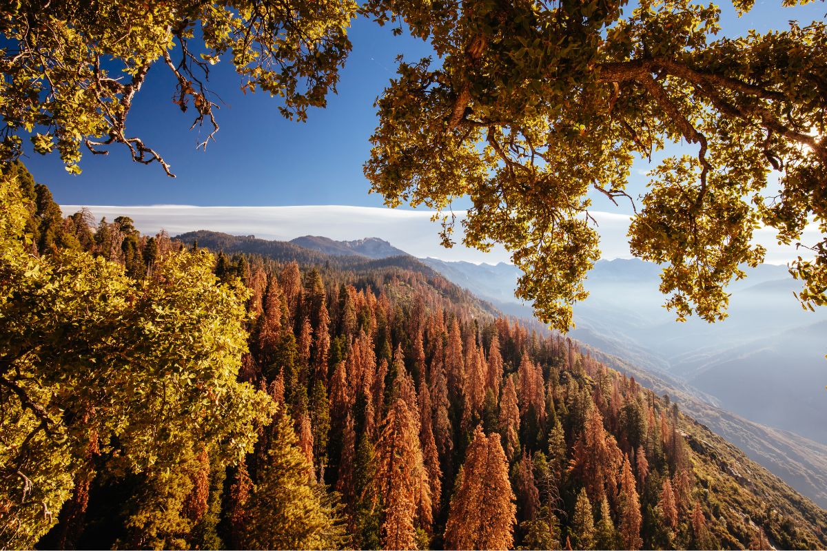 Sequoia Nemzeti Park