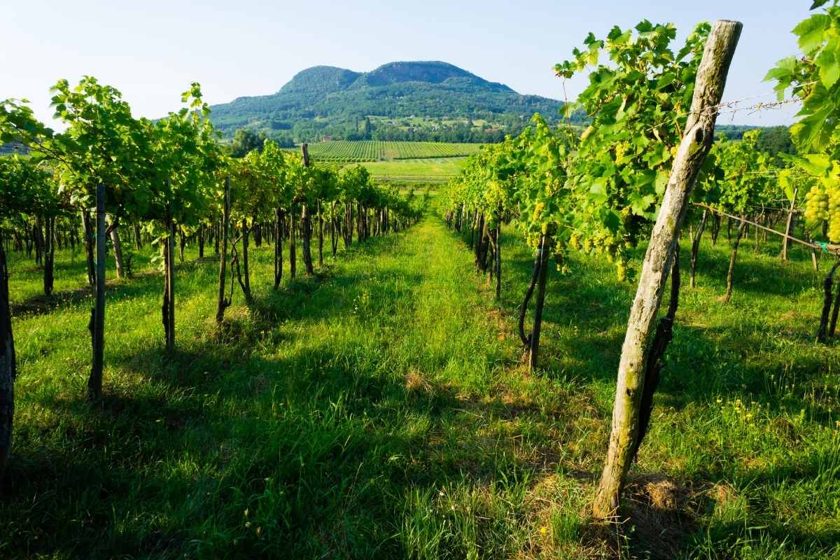 Badacsonyi barangolás Badacsonyi barangolás