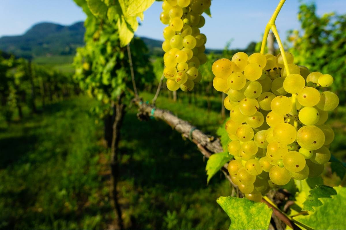 Badacsonyi barangolás Badacsonyi barangolás