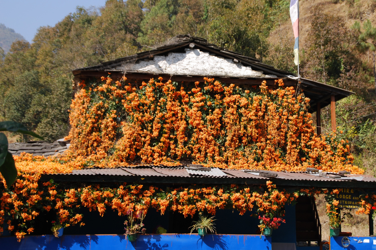 Virága borul a ház oldala