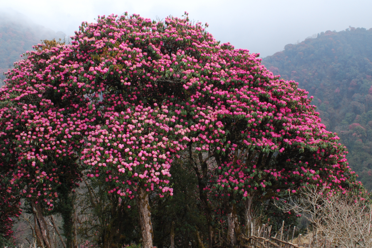 Rododendron erdő