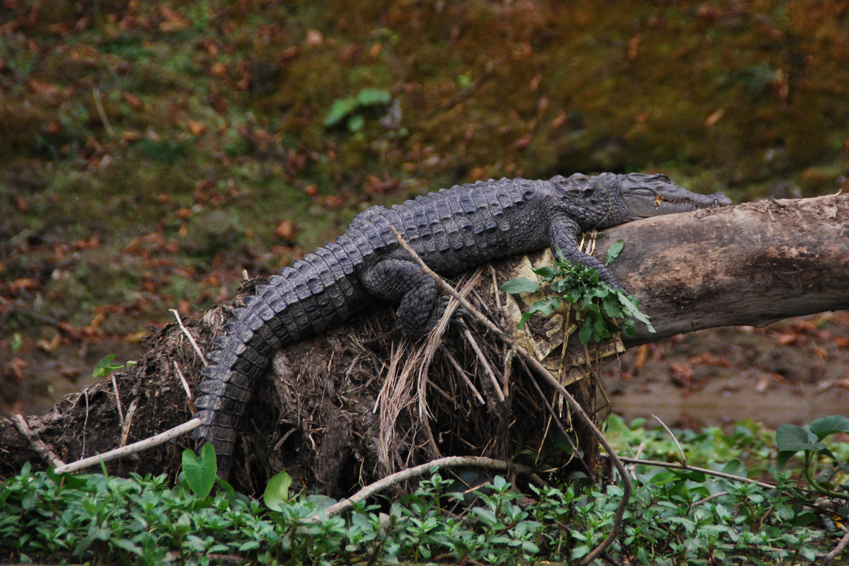 Chitwan Dzsungel Szafari