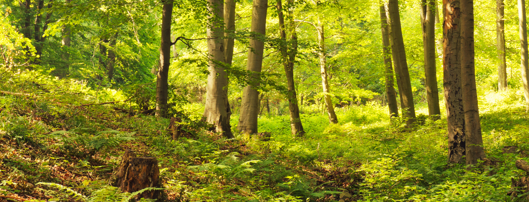 Mecseki túra a vízesések birodalmában Mecseki túra a vízesések birodalmában