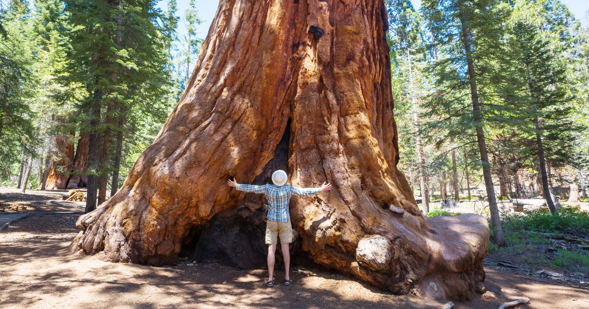 Sequoia National Park Sequoia National Park