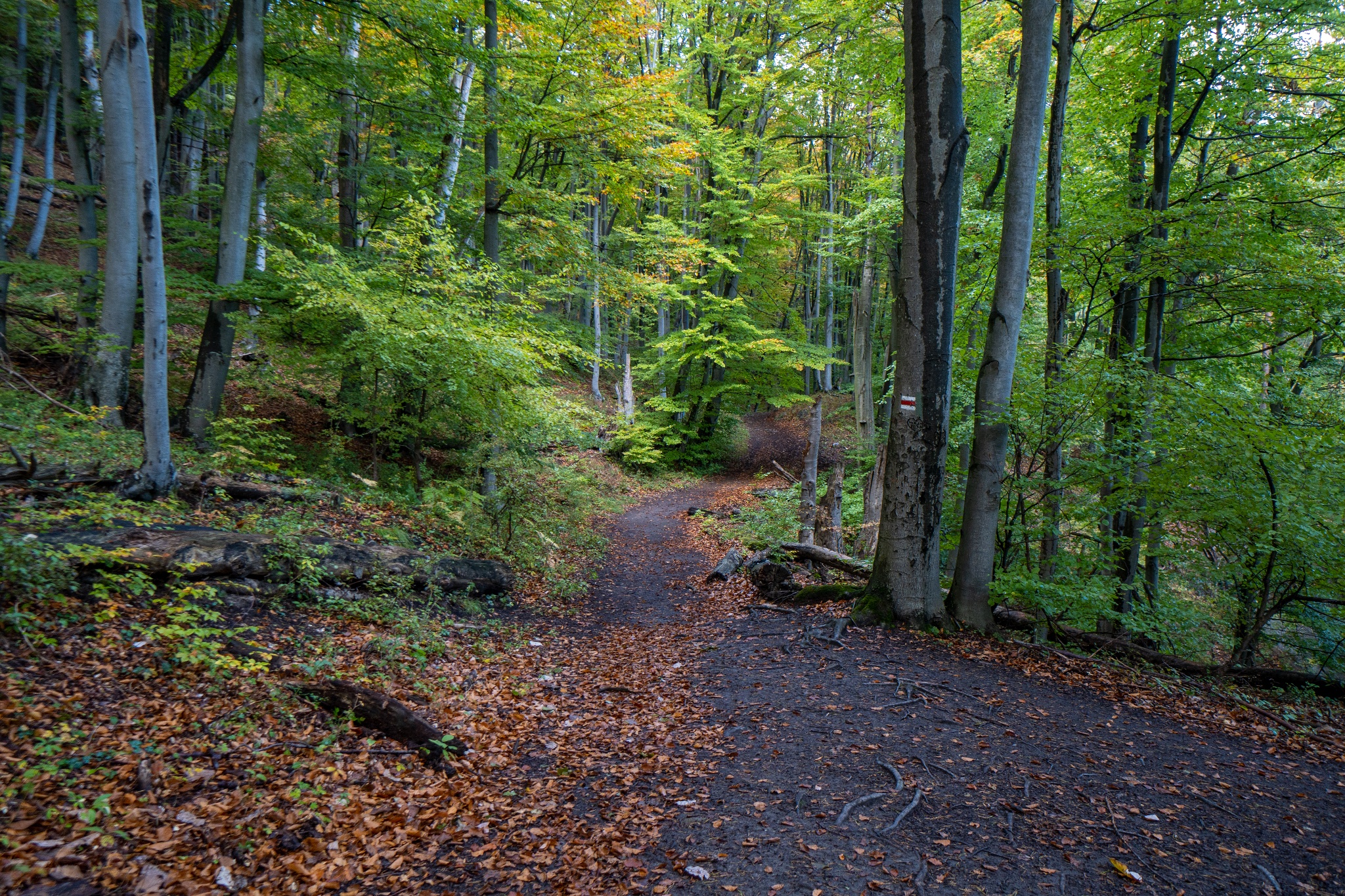 A Szulyói hegység sűrű erdei Sűrű erdőn keresztül vezet az út